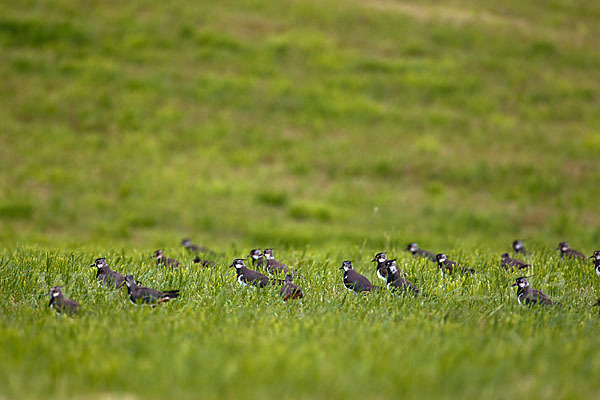 Kiebitz (Vanellus vanellus)