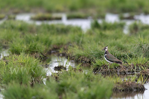 Kiebitz (Vanellus vanellus)