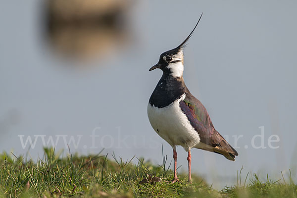 Kiebitz (Vanellus vanellus)