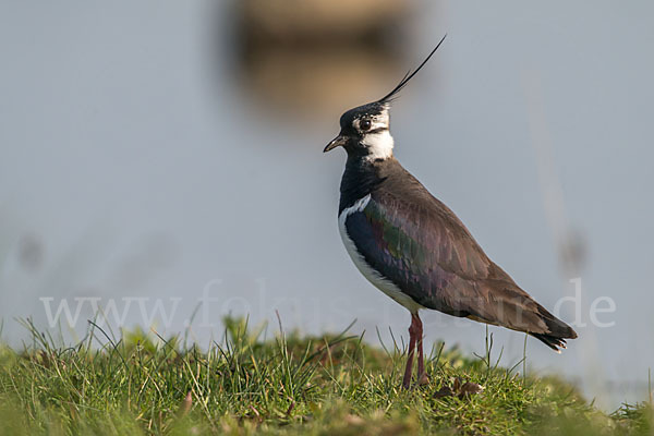 Kiebitz (Vanellus vanellus)
