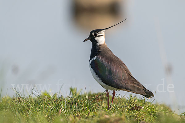 Kiebitz (Vanellus vanellus)