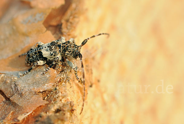 Kiefernzweigbock (Pogonocherus fasciculatus)