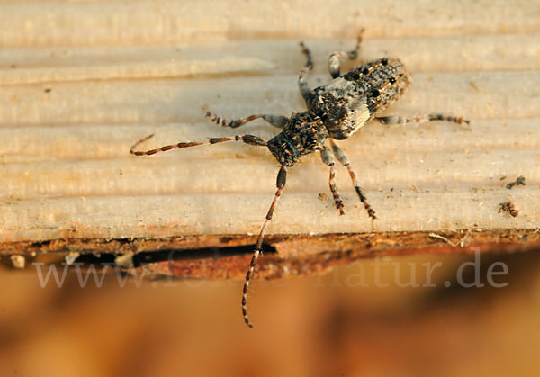 Kiefernzweigbock (Pogonocherus fasciculatus)