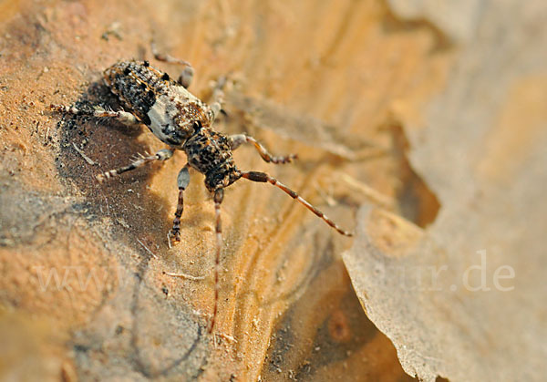 Kiefernzweigbock (Pogonocherus fasciculatus)