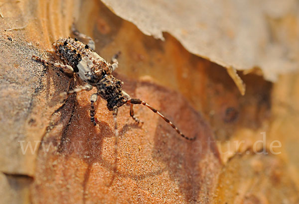 Kiefernzweigbock (Pogonocherus fasciculatus)