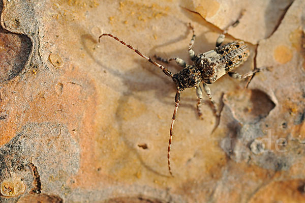 Kiefernzweigbock (Pogonocherus fasciculatus)