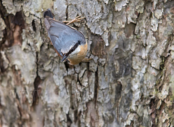 Kleiber (Sitta europaea)