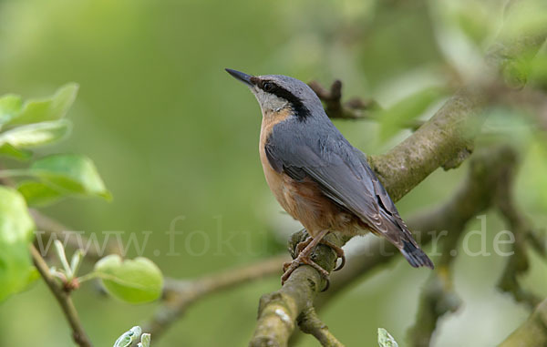 Kleiber (Sitta europaea)