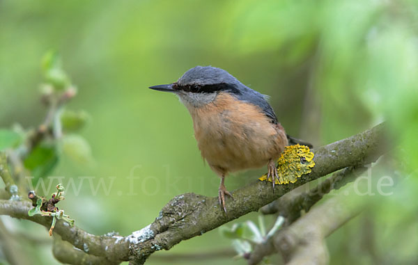 Kleiber (Sitta europaea)