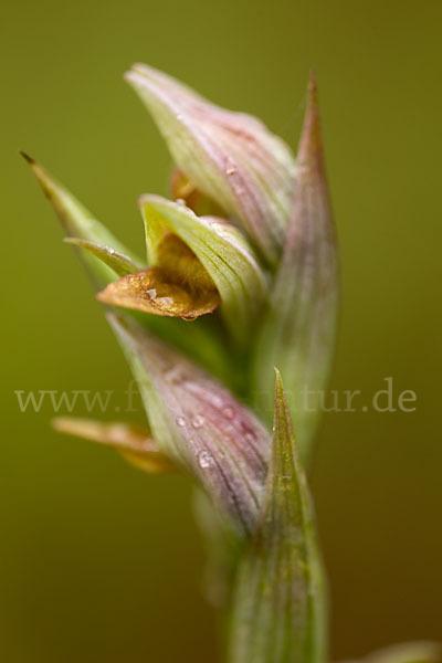 Kleinblütiger Zungenstendel (Serapias parviflora)