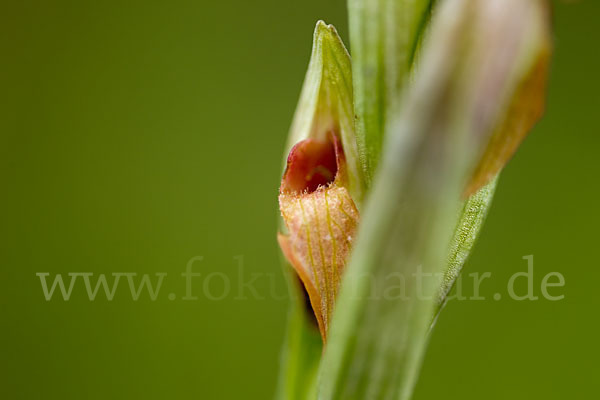 Kleinblütiger Zungenstendel (Serapias parviflora)