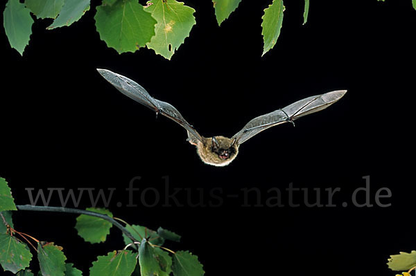 Kleine Bartfledermaus (Myotis mystacinus)