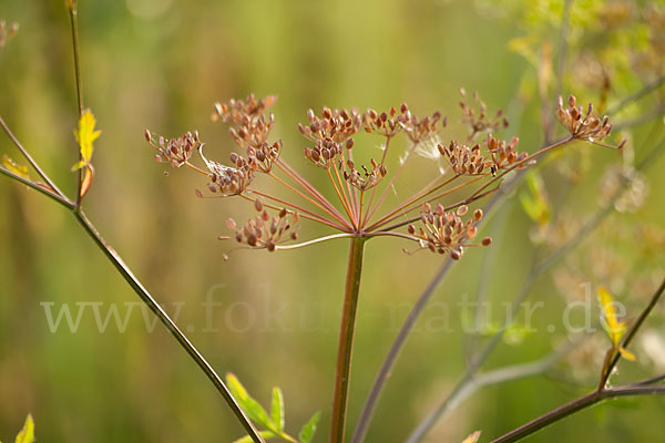 Kleine Bibernelle (Pimpinella saxifraga)