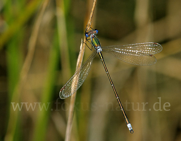 Kleine Binsenjungfer (Lestes virens)