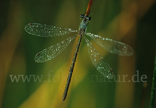 Kleine Binsenjungfer (Lestes virens)