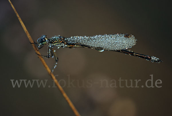 Kleine Binsenjungfer (Lestes virens)