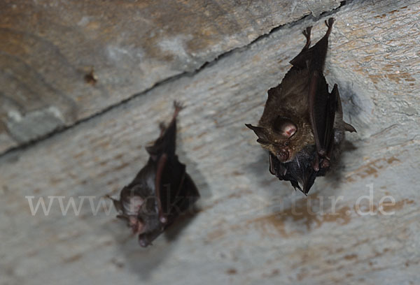 Kleine Hufeisennase (Rhinolophus hipposideros)