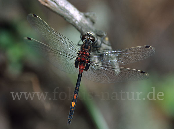 Kleine Moosjungfer (Leucorrhinia dubia)