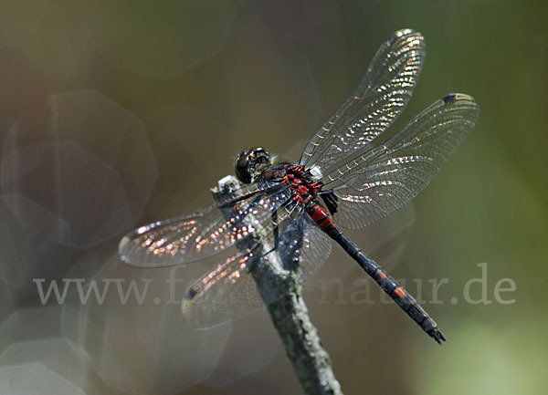 Kleine Moosjungfer (Leucorrhinia dubia)