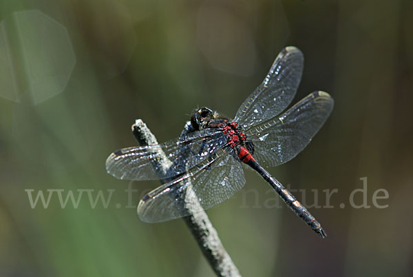 Kleine Moosjungfer (Leucorrhinia dubia)