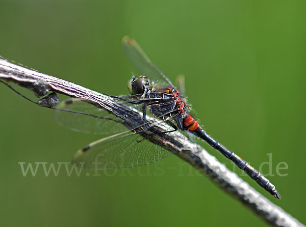 Kleine Moosjungfer (Leucorrhinia dubia)