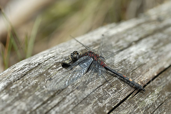 Kleine Moosjungfer (Leucorrhinia dubia)