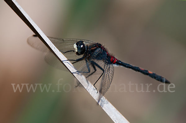 Kleine Moosjungfer (Leucorrhinia dubia)