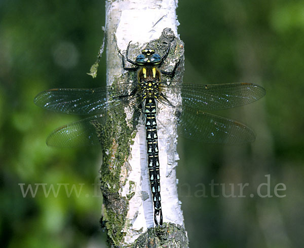 Kleine Mosaikjungfer (Brachytron pratense)