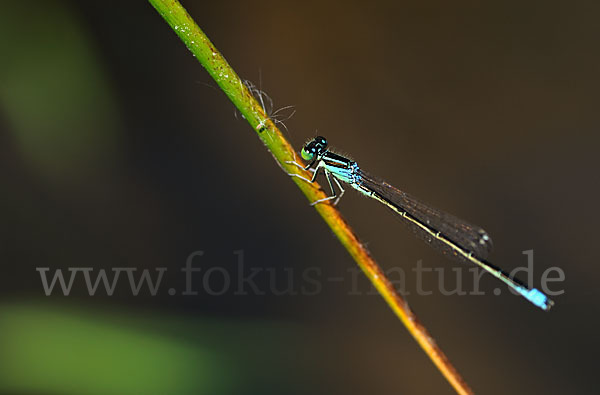 Kleine Pechlibelle (Ischnura pumilio)