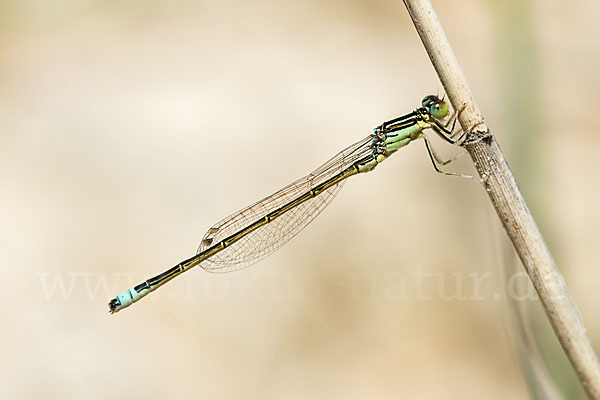 Kleine Pechlibelle (Ischnura pumilio)