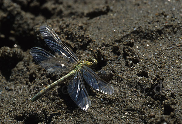 Kleine Zangenlibelle (Onychogomphus forcipatus)