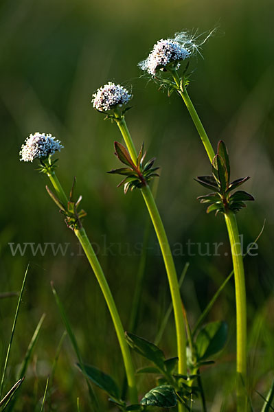 Kleiner Baldrian (Valeriana dioica)