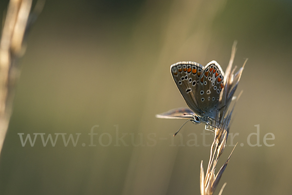 Kleiner Esparsettebläuling (Polyommatus thersites)