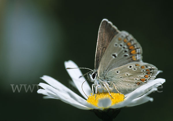 Kleiner Esparsettebläuling (Polyommatus thersites)