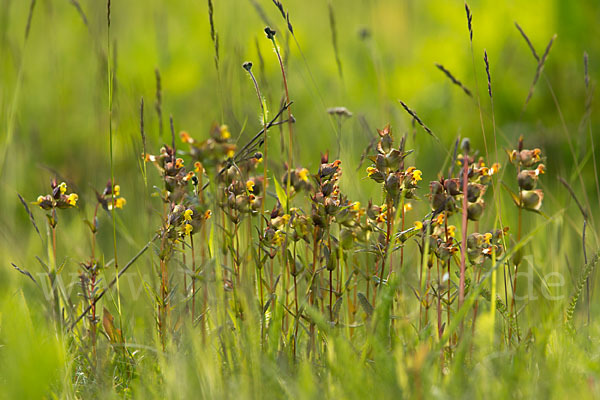 Kleiner Klappertopf (Rhinanthus minor)