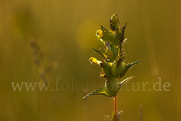 Kleiner Klappertopf (Rhinanthus minor)