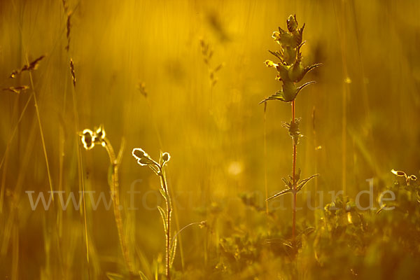 Kleiner Klappertopf (Rhinanthus minor)