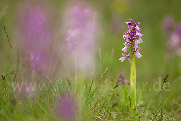 Kleines Knabenkraut (Orchis morio)