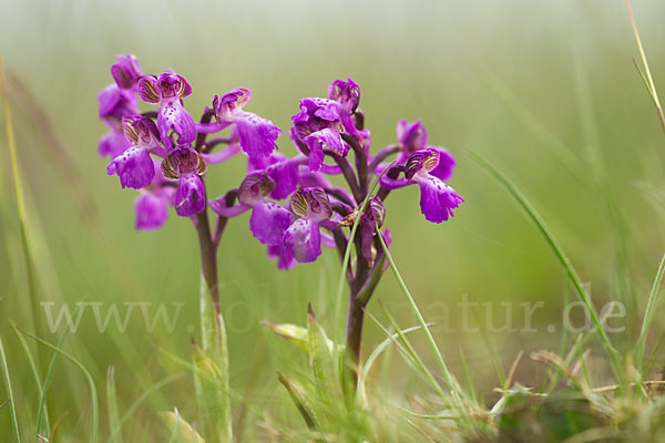 Kleines Knabenkraut (Orchis morio)