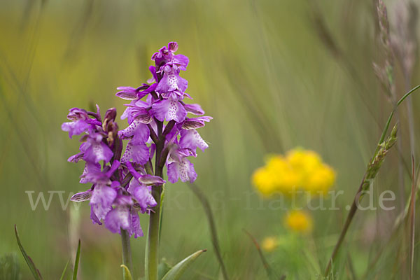 Kleines Knabenkraut (Orchis morio)