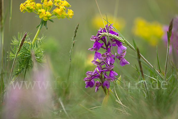 Kleines Knabenkraut (Orchis morio)