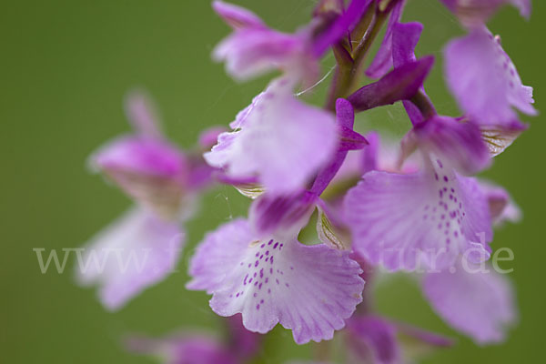 Kleines Knabenkraut (Orchis morio)