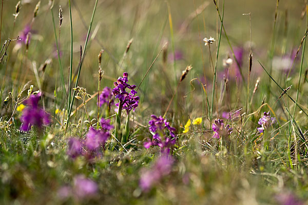 Kleines Knabenkraut (Orchis morio)