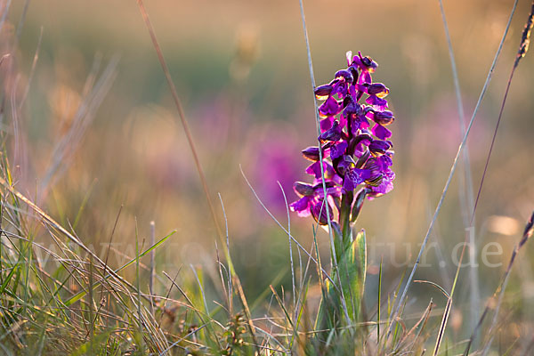 Kleines Knabenkraut (Orchis morio)