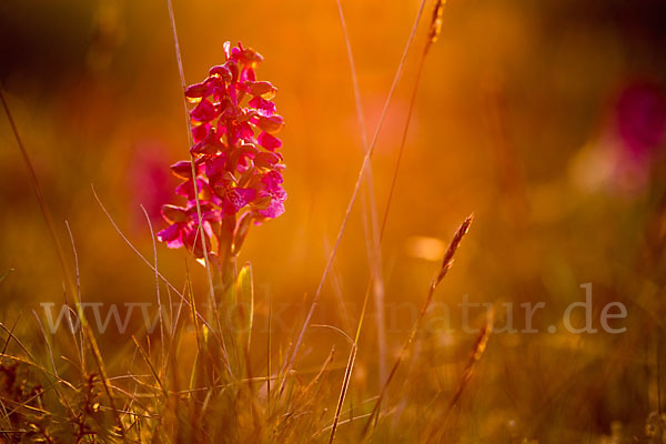 Kleines Knabenkraut (Orchis morio)