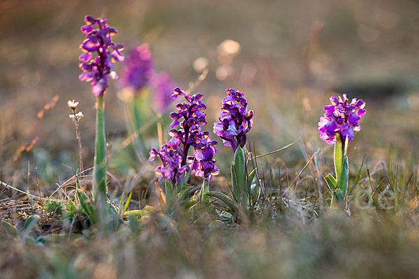 Kleines Knabenkraut (Orchis morio)