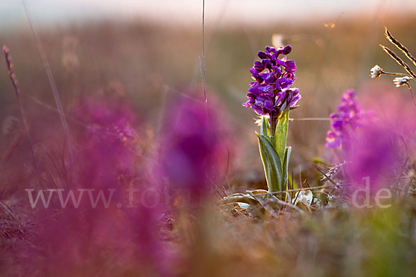 Kleines Knabenkraut (Orchis morio)