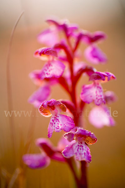 Kleines Knabenkraut (Orchis morio)