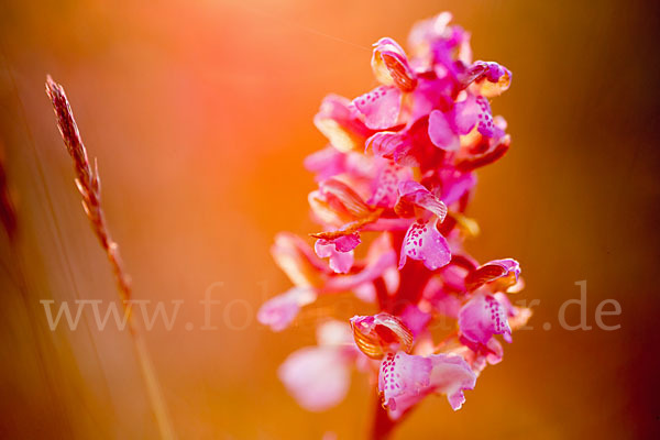 Kleines Knabenkraut (Orchis morio)