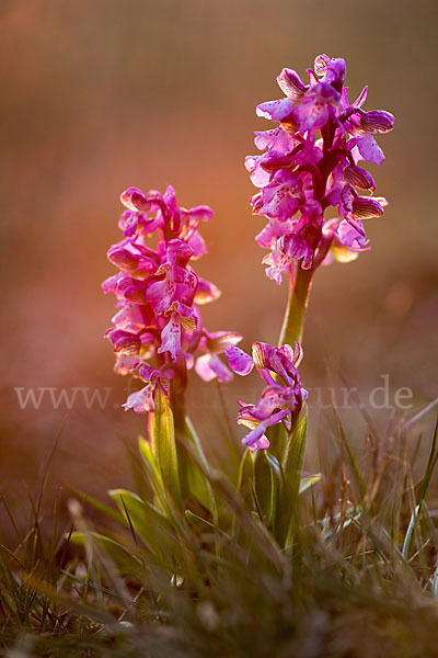 Kleines Knabenkraut (Orchis morio)